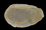 Fossil Macroneuropteris Seed Fern (Pos/Neg) - Mazon Creek #89897-2